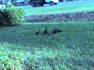 [Several brown blobs with necks stand in the middle of a grassy area with a bush off to the left side. I shot this with my cellphone so the image is small.]
